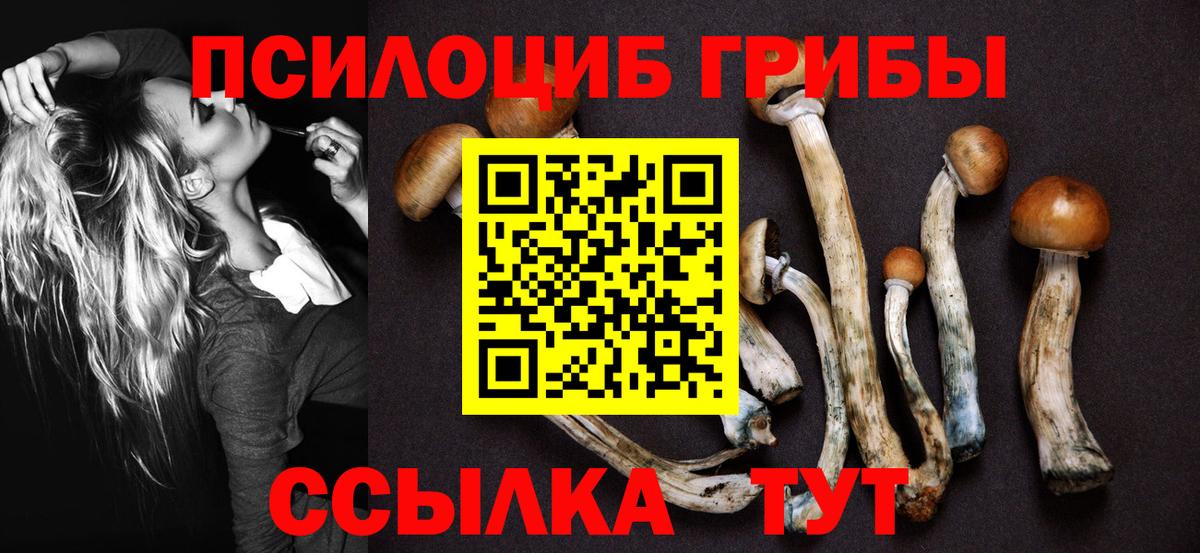Псилоцибиновые грибы Psilocybe Соль-Илецк